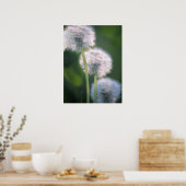 Drie Dandelion Blooms schilderen Poster (Keuken)
