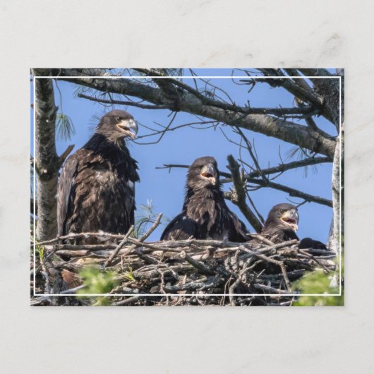 Drie dezelfde briefkaart (Voorkant)