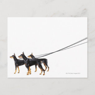 Drie Dobermans op de as Briefkaart