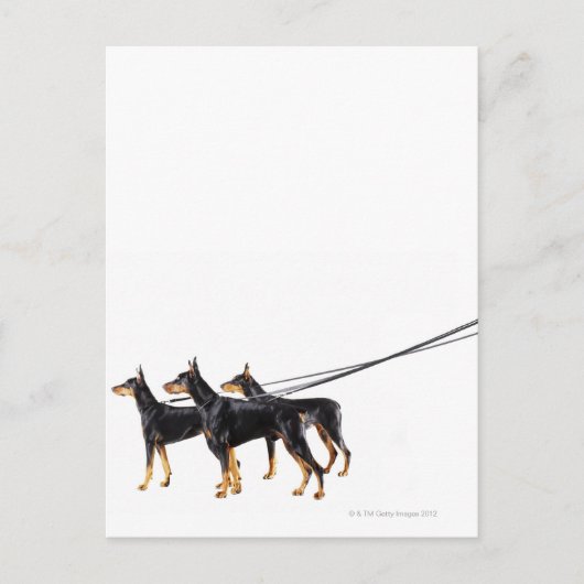 Drie Dobermans op de as Briefkaart (Voorkant)