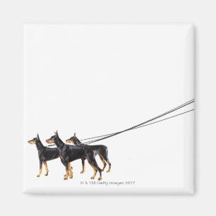 Drie Dobermans op de as Magneet