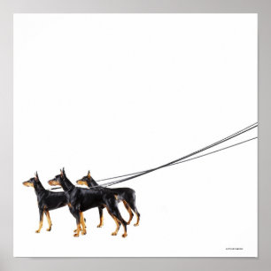 Drie Dobermans op de as Poster