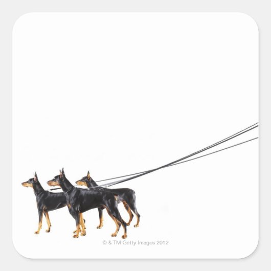 Drie Dobermans op de as Vierkante Sticker (Voorkant)