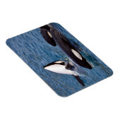 Drie dode walvissen magneet (Rechterzijde)