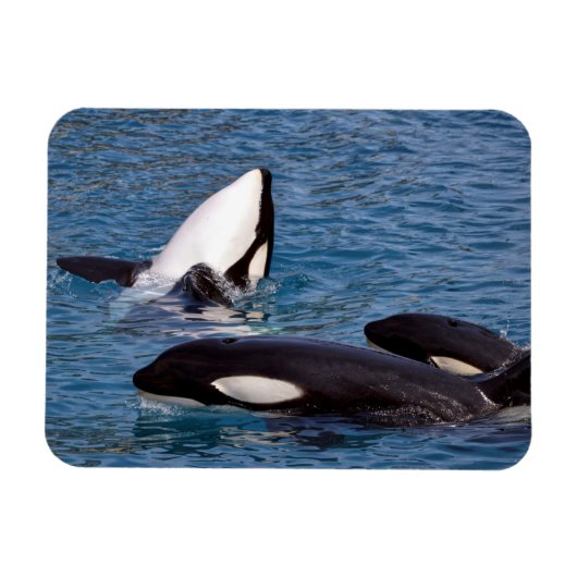 Drie dode walvissen magneet (Horizontaal)