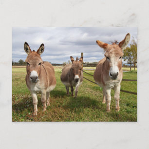 Drie Donkey's Briefkaart