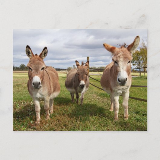 Drie Donkey's Briefkaart (Voorkant)