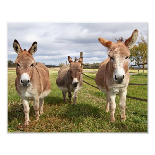 Drie Donkey's Foto Afdruk (Voorkant)