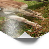 Drie Donkey's Foto Afdruk (Hoek)