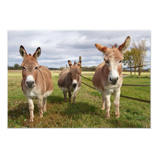 Drie Donkey's Foto Afdruk (Voorkant)