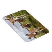 Drie Donkey's Magneet (Rechterzijde)