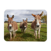 Drie Donkey's Magneet (Horizontaal)