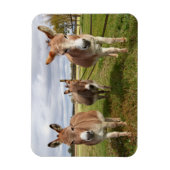 Drie Donkey's Magneet (Verticaal)