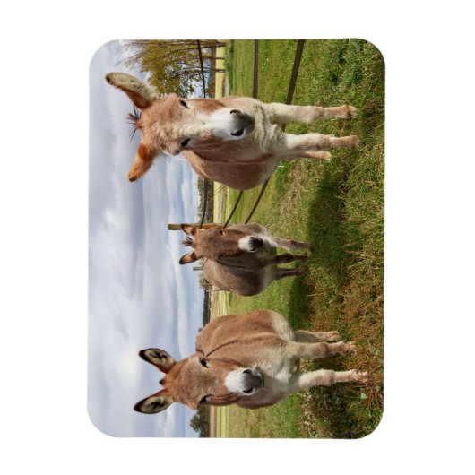 Drie Donkey's Magneet (Verticaal)