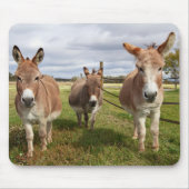 Drie Donkey's Muismat (Voorkant)
