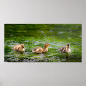 Drie Ducklings Ducks Poster (Voorkant)
