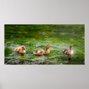 Drie Ducklings Ducks Poster