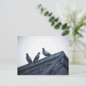 Drie duiven op een dak briefkaart (Staand voorkant)