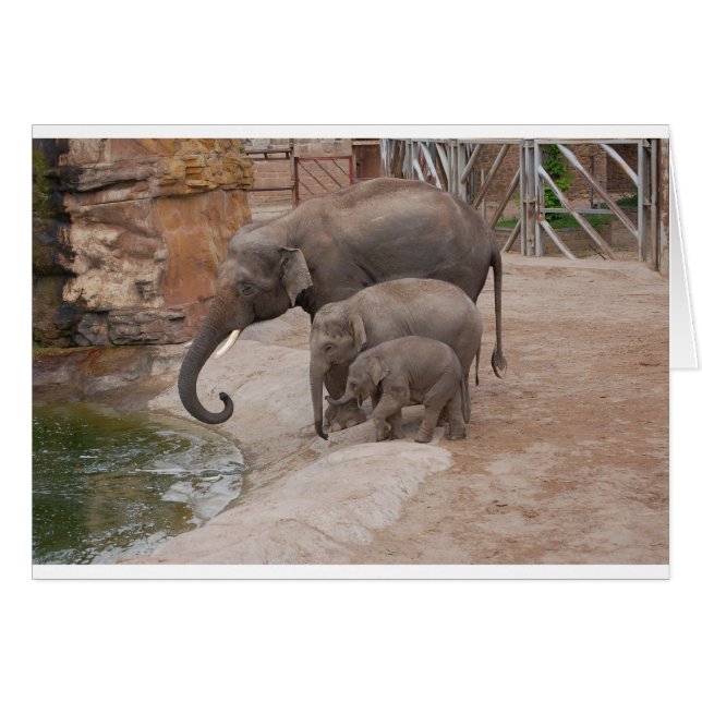 Drie Elephants (Voorkant Horizontaal)