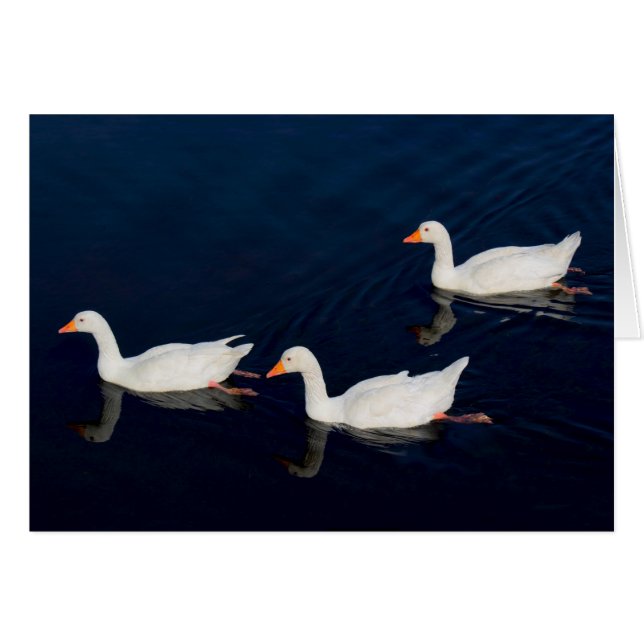Drie Emden Geese (Voorkant Horizontaal)