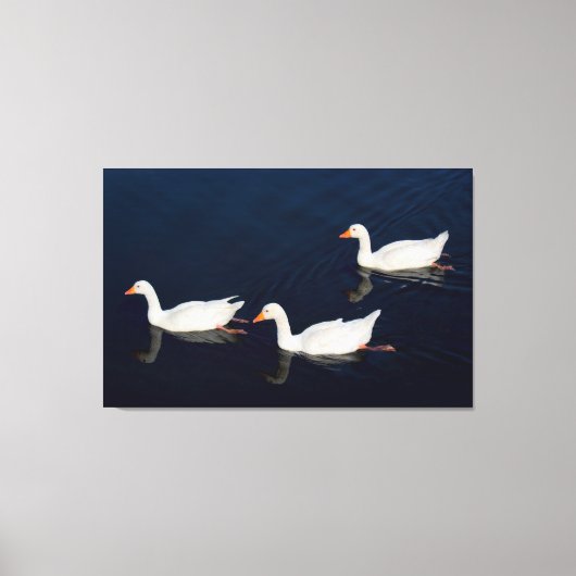 Drie Emden Geese Canvas Afdruk (Voorkant)