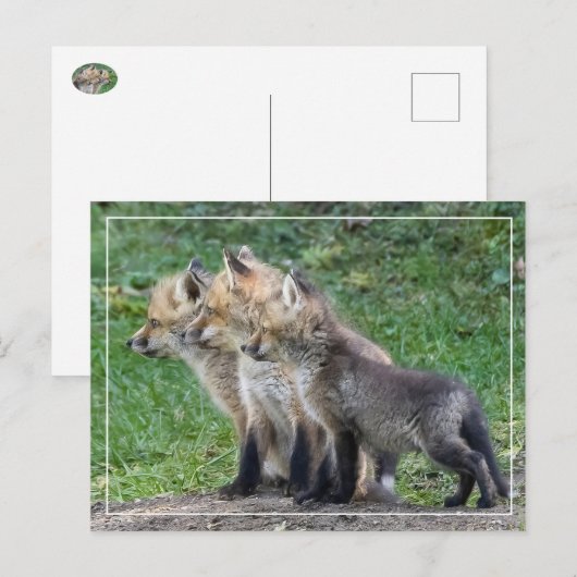 Drie Fox Kits Briefkaart (Voorkant / Achterkant)