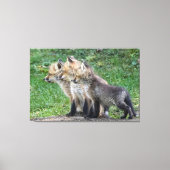 Drie Fox Kits Canvas Afdruk (Voorkant)