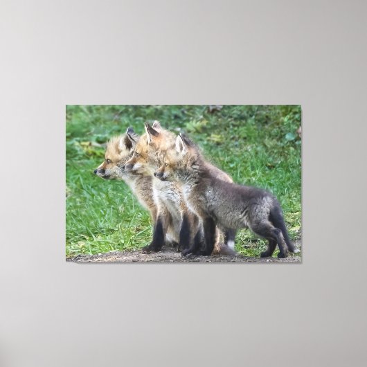 Drie Fox Kits Canvas Afdruk (Voorkant)