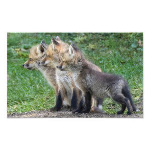 Drie Fox Kits Foto Afdruk