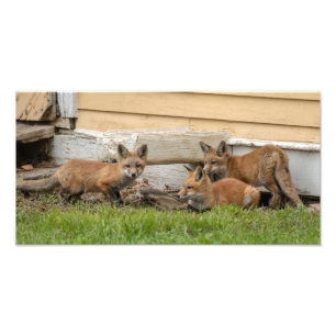 Drie Fox Kits Foto Afdruk