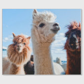 Drie Funny Alpacas Cadeaupapier (Vlak)