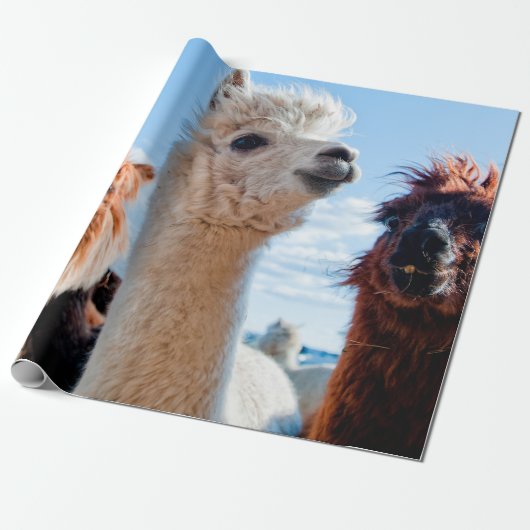 Drie Funny Alpacas Cadeaupapier (Uitgerold)
