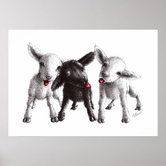 Drie Funny Cheeky Sheep Poster (Voorkant)