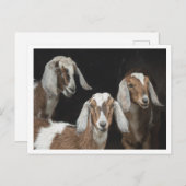 Drie Geiten Foto Briefkaart (Voorkant / Achterkant)