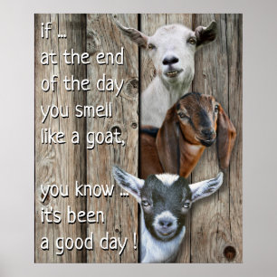 Drie Geitenportret - Schuif als een geit Poster