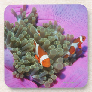 Drie Gekloonde vissen op Zee Anemone, Zee van Anda Bier Onderzetter