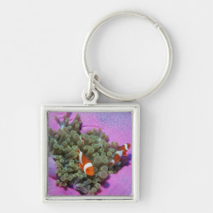 Drie Gekloonde vissen op Zee Anemone, Zee van Anda Sleutelhanger