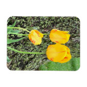Drie gele tulpen / Flexibel Magneet (Horizontaal)