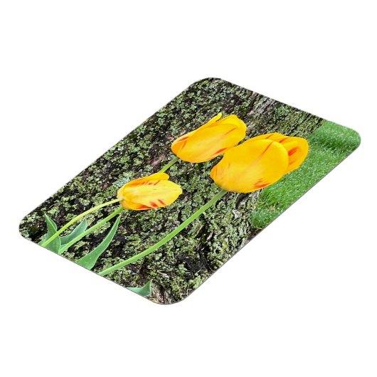 Drie gele tulpen / Flexibel Magneet (Linkerzijde)