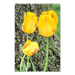 Drie gele tulpen / foto afdruk
