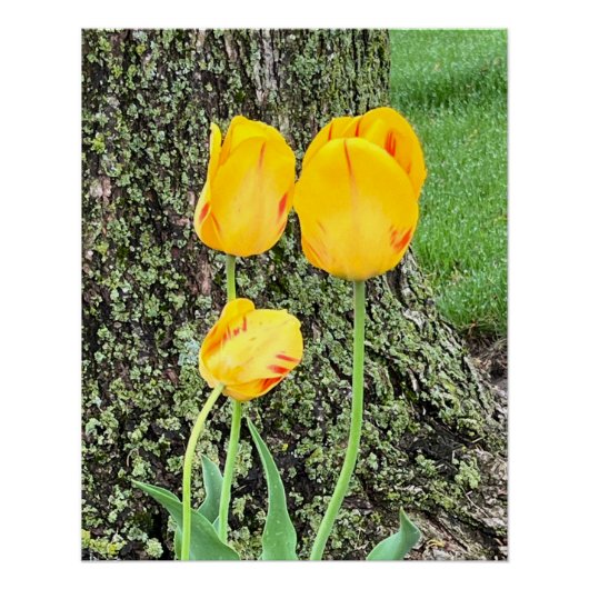 Drie gele tulpen / perfect poster (Voorkant)