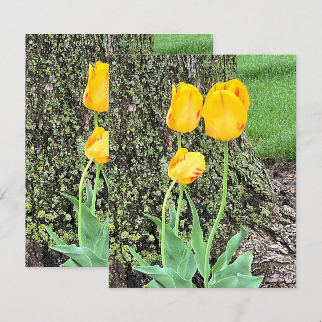 Drie gele tulpen/scrapbook papier (Voorkant / Achterkant)