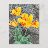 Drie gele Tulpen Sequel / Briefkaart (Voorkant)