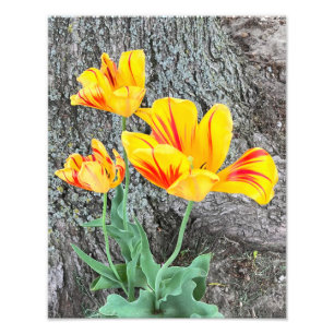 Drie gele Tulpen Sequel / Foto Afdruk