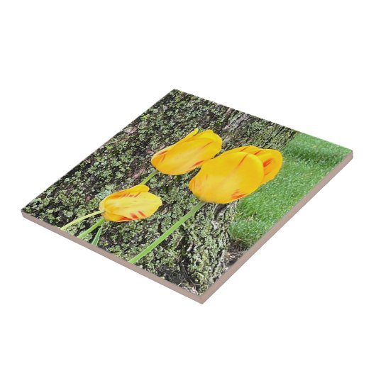 Drie gele tulpen / tegeltje (Zijkant)