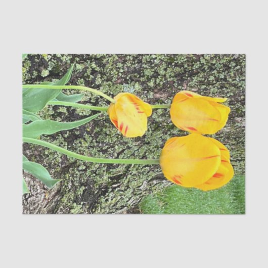 Drie gele tulpen / tissuepapier (Voorkant)