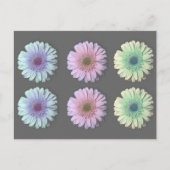 Drie Gerbera Daisy Briefkaart (Voorkant)