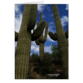 Drie Giant Saguaro cacti met blauwe lucht en wolke (Voorkant)