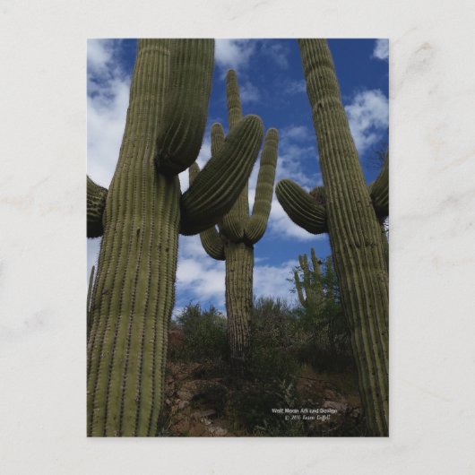 Drie Giant Saguaro cacti met blauwe lucht en wolke Briefkaart (Voorkant)