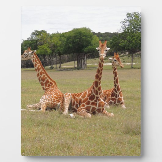 Drie Giraffe op Fossil Rim Fotoplaat (Voorkant)
